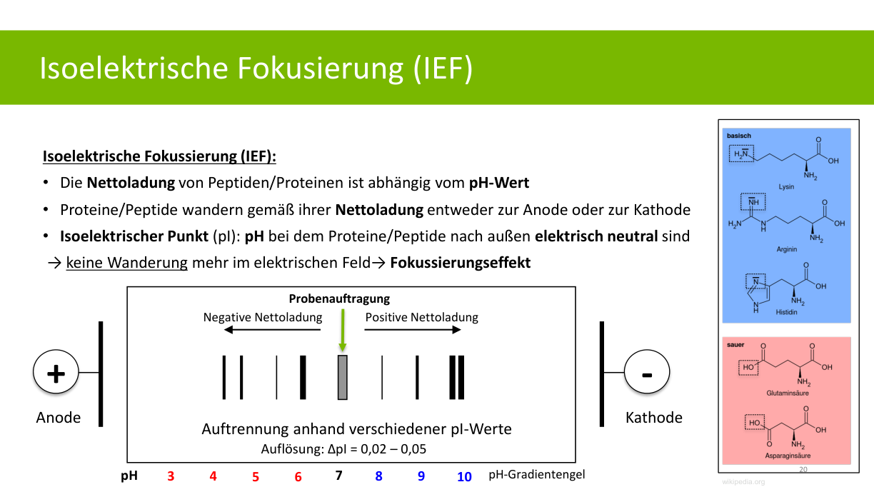 Originalfolie zur isoelektrischen Fokussierung